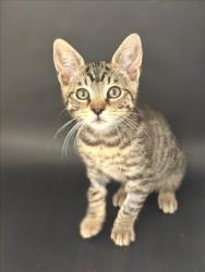 Shelter Stray Male Cat last seen , 16 Barnes Ct, Hayward, CA 94544, USA
