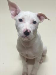 Shelter Stray Female Dog last seen KENNEDY PARK, 16 Barnes Ct, Hayward, CA 94544, USA