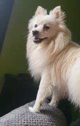 Lost Male Dog last seen 59th street and georgetown, Indianapolis, IN 46254
