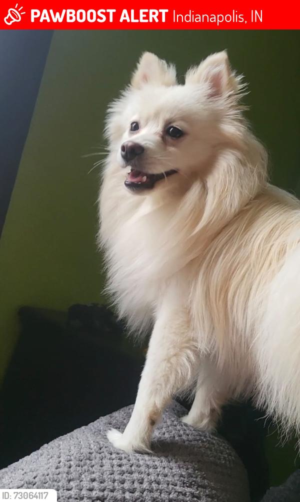 Lost Male Dog last seen 59th street and georgetown, Indianapolis, IN 46254