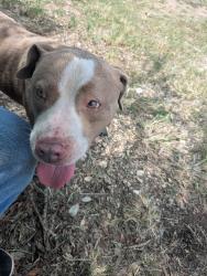 Lost Male Dog last seen River Medina west, Castroville, TX 78009