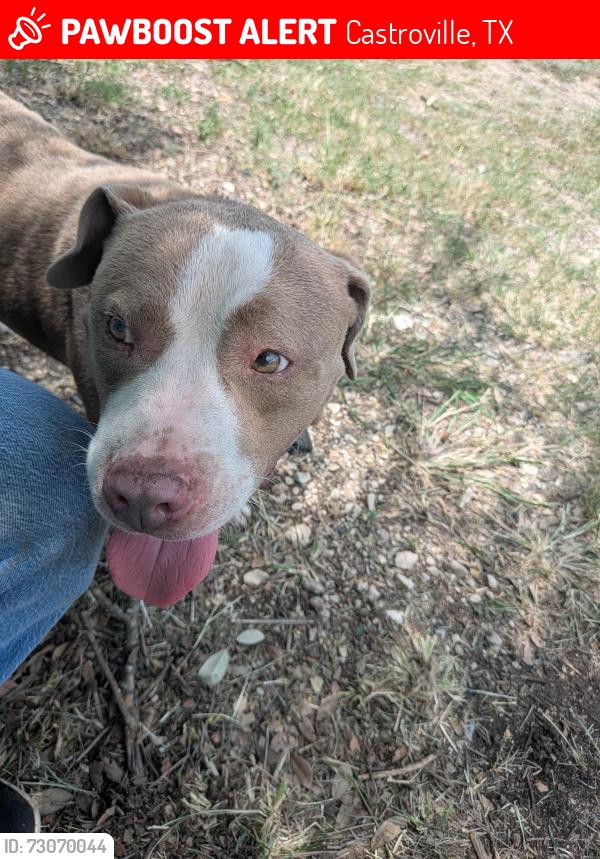Lost Male Dog last seen River Medina west, Castroville, TX 78009