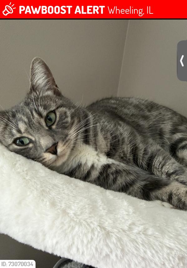 Lost Female Cat last seen Dundee and Hints, Wheeling, IL 60090