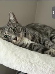 Lost Female Cat last seen Dundee and Hints, Wheeling, IL 60090