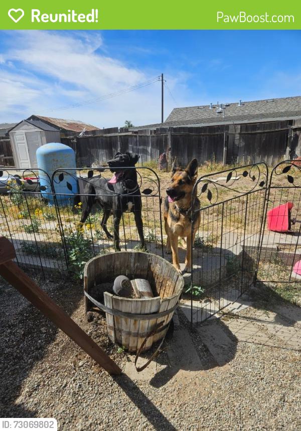 Reunited Male Dog last seen Near W Bolton Rd, Oakley, CA 94561, USA, Oakley, CA 94561