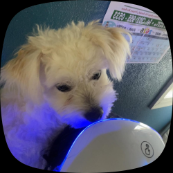Lost Male Dog last seen Kepner middle school, Denver, CO 80219