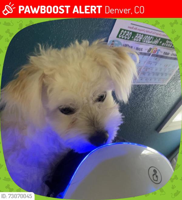 Lost Male Dog last seen Kepner middle school, Denver, CO 80219