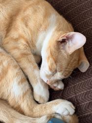 Lost Male Cat last seen hawthorne ave , Miami Beach, FL 33141