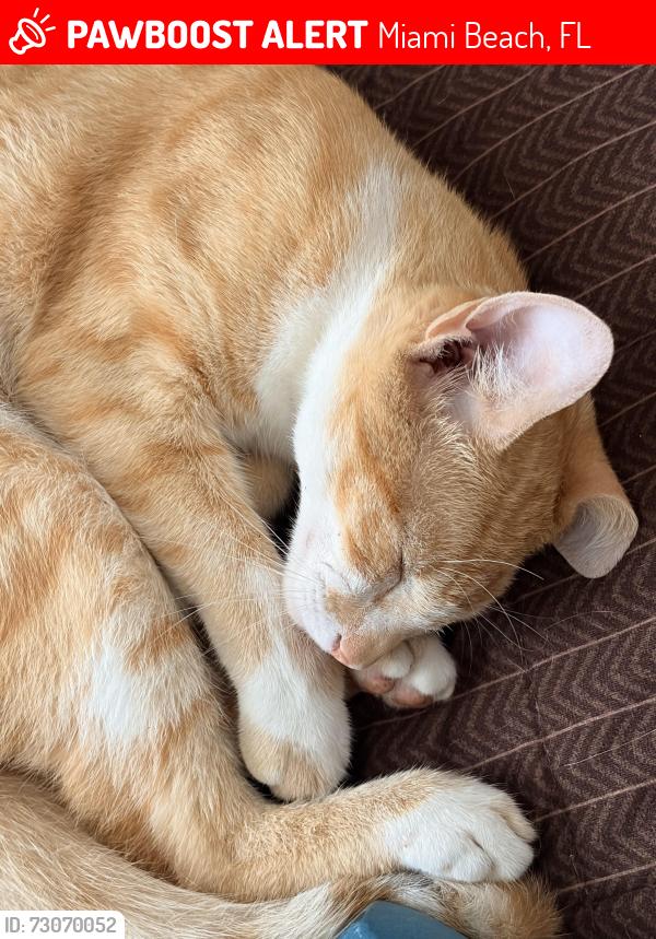 Lost Male Cat last seen hawthorne ave , Miami Beach, FL 33141