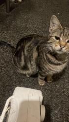 Lost Female Cat last seen DE23 6WE, Derby, England DE23 6WE