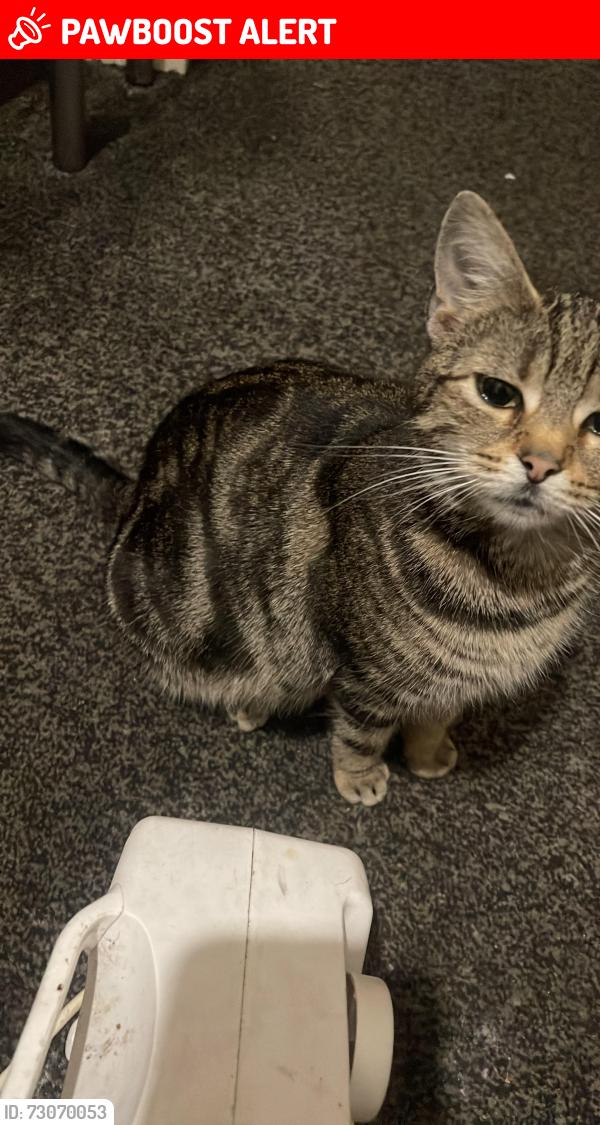 Lost Female Cat last seen DE23 6WE, Derby, England DE23 6WE