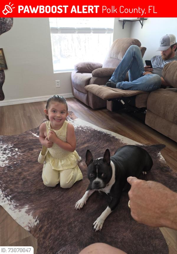 Lost Female Dog last seen Rockridge rd and Ranchland dr, Polk County, FL 33809