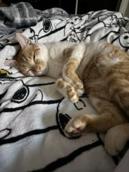 Lost Male Cat last seen Kings mountain/ Bessemer city, Kings Mountain, NC 28016