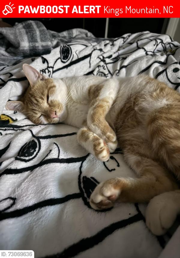 Lost Male Cat last seen Kings mountain/ Bessemer city, Kings Mountain, NC 28016