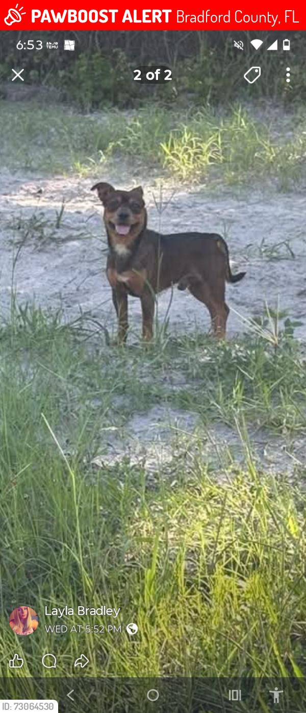 Lost Male Dog last seen Sampson City drit rode , Bradford County, FL 32091