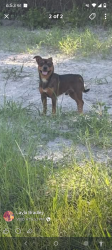 Lost Male Dog last seen Sampson City drit rode , Bradford County, FL 32091