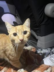 Reunited Male Cat last seen Charity LN, Calista Cir, , Fayetteville, NC 28304