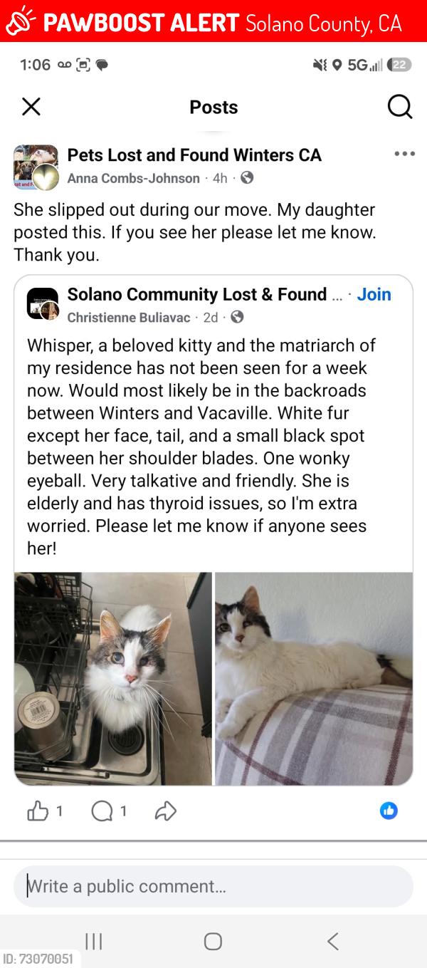 Lost Female Cat last seen Wofskill road, Winters, Solano County, CA 95694
