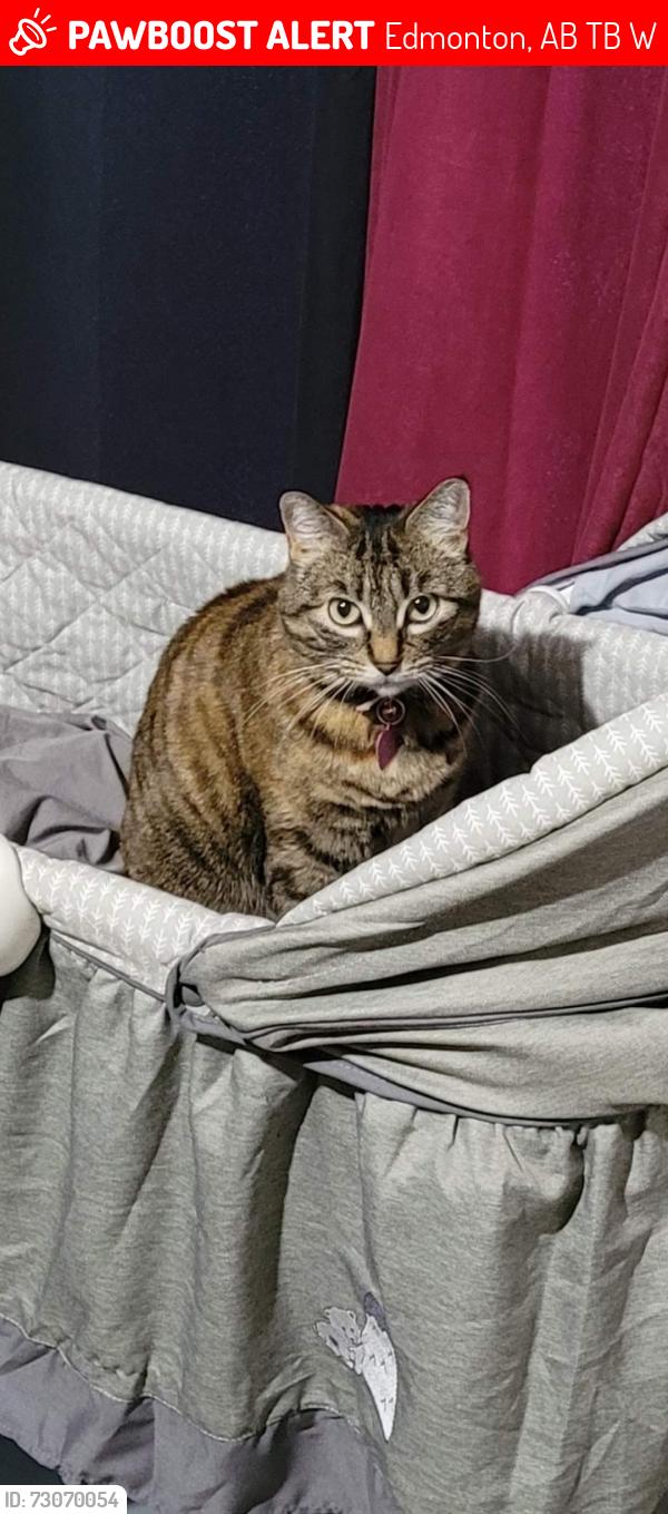Lost Female Cat last seen Near 89 st, Edmonton, AB T5B 3W8
