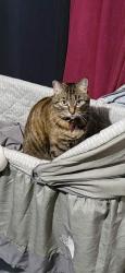 Lost Female Cat last seen Near 89 st, Edmonton, AB T5B 3W8