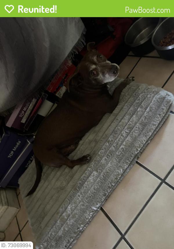 Reunited Male Dog last seen San Jose, CA 95116, USA, San Jose, CA 95116