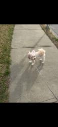 Lost Female Dog last seen Near Oneida road, Charlotte, NC 28269