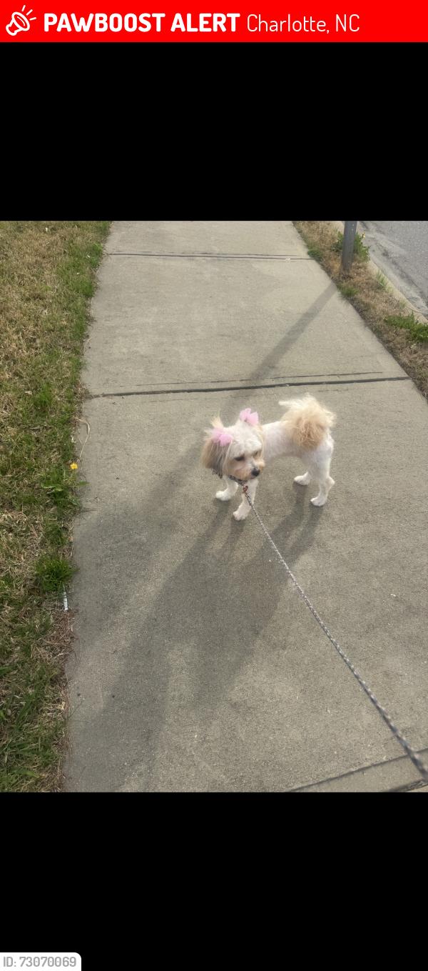 Lost Female Dog last seen Near Oneida road, Charlotte, NC 28269