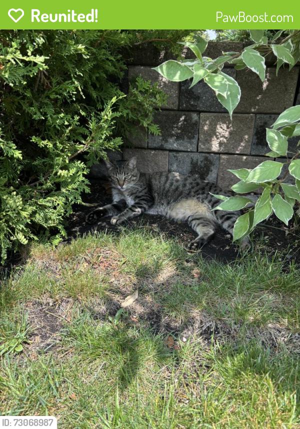 Reunited Female Cat last seen Near Leeside Crescent, Mississauga, ON L5M 5K6, Canada, Mississauga, ON L5M 5K6
