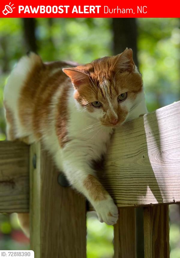 Lost Male Cat last seen Hope Valley Road, Durham, NC 27707