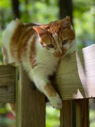 Lost Male Cat last seen Hope Valley Road, Durham, NC 27707