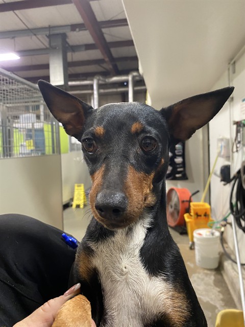Shelter Stray Female Dog last seen Near BLOCK E WILSON RD, BAKERSFIELD CA 93307, 3951 Fruitvale Ave, Bakersfield, CA 93308, USA