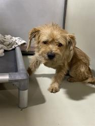 Shelter Stray Male Dog last seen Near BLOCK WHARTON AVE, LAMONT CA 93241, 3951 Fruitvale Ave, Bakersfield, CA 93308, USA