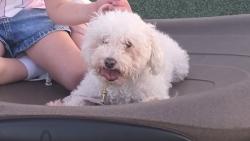 Lost Female Dog last seen Ridgeland ave & 26th st, Berwyn, IL 60402