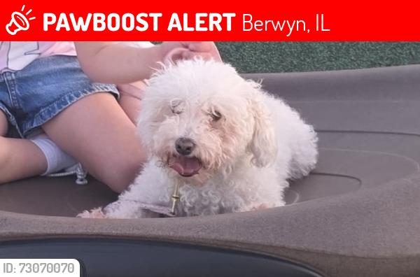 Lost Female Dog last seen Ridgeland ave & 26th st, Berwyn, IL 60402