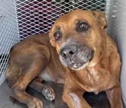 Shelter Stray Male Dog last seen Near BLOCK WATER ST, BAKERSFIELD CA 93305, 3951 Fruitvale Ave, Bakersfield, CA 93308, USA