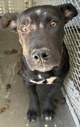 Shelter Stray Female Dog last seen Near BLOCK TROY ST, BAKERSFIELD CA 93306, 3951 Fruitvale Ave, Bakersfield, CA 93308, USA