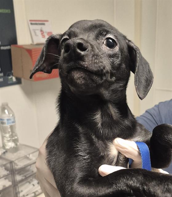 Shelter Stray Female Dog last seen Near BLOCK CA-178, MOUNTAIN MESA CA 93240, 3951 Fruitvale Ave, Bakersfield, CA 93308, USA