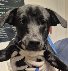 Shelter Stray Male Dog last seen Near BLOCK CA-178, MOUNTAIN MESA CA 93240, 3951 Fruitvale Ave, Bakersfield, CA 93308, USA