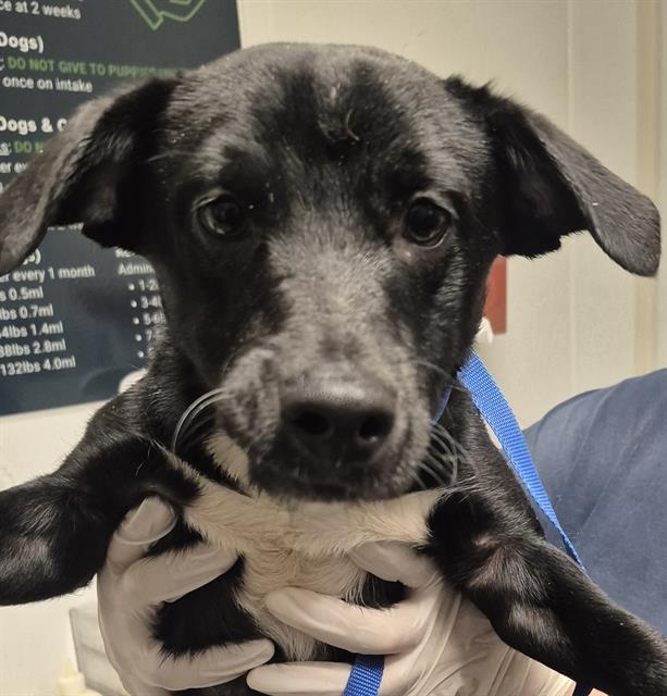 Shelter Stray Male Dog last seen Near BLOCK CA-178, MOUNTAIN MESA CA 93240, 3951 Fruitvale Ave, Bakersfield, CA 93308, USA