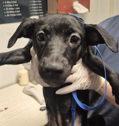 Shelter Stray Female Dog last seen Near BLOCK CA-178, MOUNTAIN MESA CA 93240, 3951 Fruitvale Ave, Bakersfield, CA 93308, USA