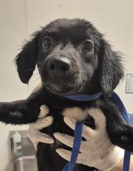 Shelter Stray Male Dog last seen Near BLOCK CA-178, MOUNTAIN MESA CA 93240, 3951 Fruitvale Ave, Bakersfield, CA 93308, USA