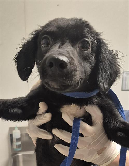 Shelter Stray Male Dog last seen Near BLOCK CA-178, MOUNTAIN MESA CA 93240, 3951 Fruitvale Ave, Bakersfield, CA 93308, USA