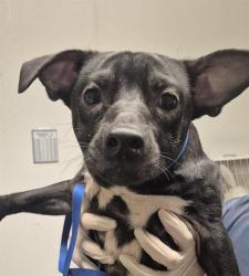 Shelter Stray Male Dog last seen Near BLOCK CA-178, MOUNTAIN MESA CA 93240, 3951 Fruitvale Ave, Bakersfield, CA 93308, USA