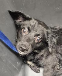 Shelter Stray Female Dog last seen Near BLOCK CA-178, MOUNTAIN MESA CA 93240, 3951 Fruitvale Ave, Bakersfield, CA 93308, USA