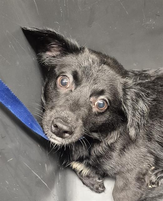 Shelter Stray Female Dog last seen Near BLOCK CA-178, MOUNTAIN MESA CA 93240, 3951 Fruitvale Ave, Bakersfield, CA 93308, USA