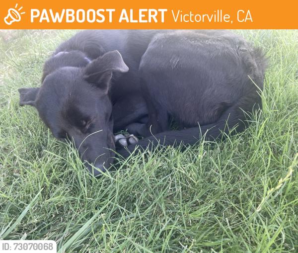 Found/Stray Male Dog last seen Hook blvd, Victorville, CA 92394