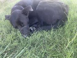 Found/Stray Male Dog last seen Hook blvd, Victorville, CA 92394