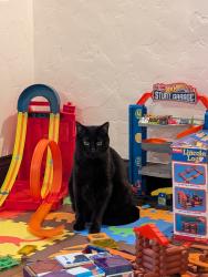 Lost Female Cat last seen 17th Ave & Lake Street, San Francisco, CA 94121