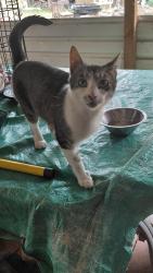 Found/Stray Unknown Cat last seen Orchard road junction city, Lane County, OR 97402