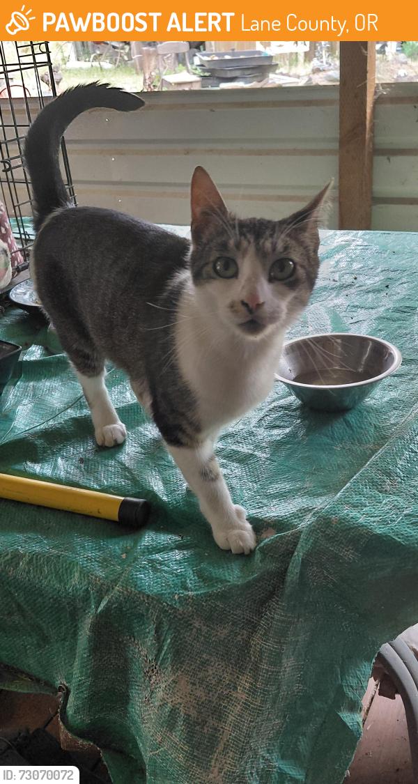 Found/Stray Unknown Cat last seen Orchard road junction city, Lane County, OR 97402